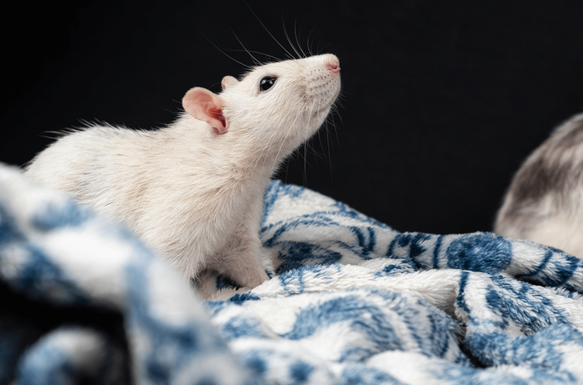 Rat